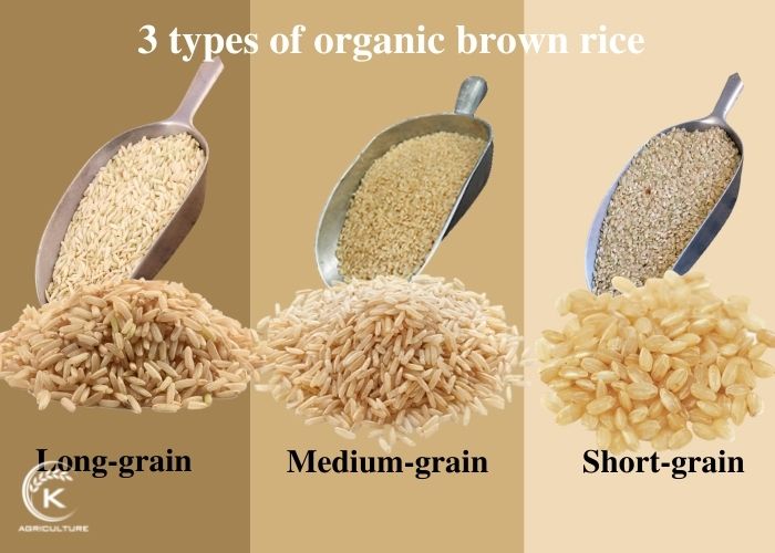 brown-rice-1.jpg